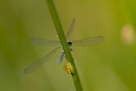Coenagrion hastulatum